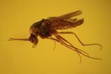 Two Fossil Flies (Diptera) In Baltic Amber #72252-3